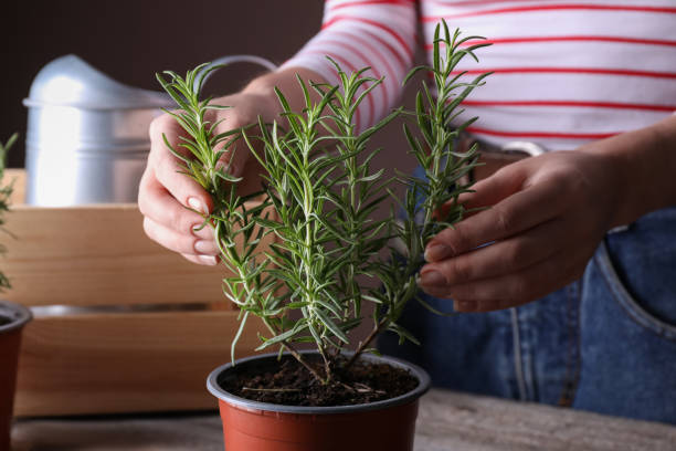 Lire la suite à propos de l’article Utiliser des Plantes Aromatiques en Cuisine : Un Guide Complet